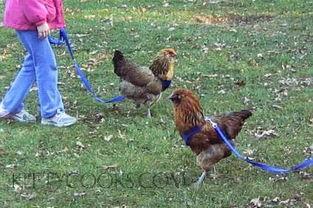 吃鸡瓜的网红是哪里人啊,他来自哪里？