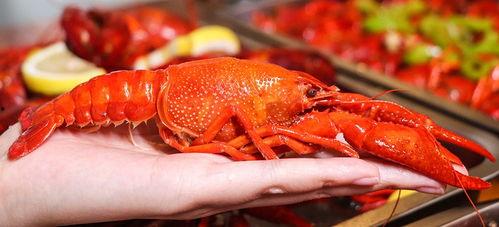 厦门龙虾爆料视频最新版,揭秘海鲜市场惊人内幕！